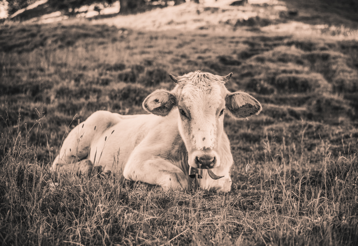 Oberallgäu, Liegende Kuh auf der Almwiese, Gelassenheit - Tierfotografie Allgäu