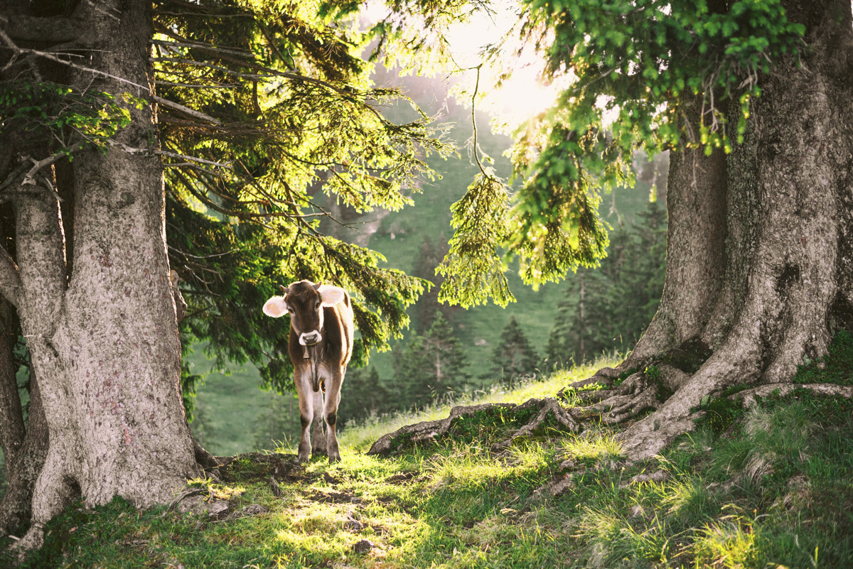 Kuh im Märchenwald, Braunvieh zwischen alten Bäumen im Gegenlicht, Mystische Waldszene - Naturfotografie Oberallgäu