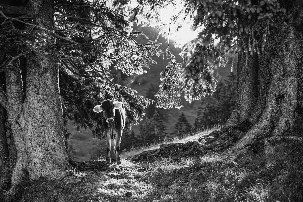 Oberallgäu, Braunvieh zwischen alten Baumstämmen, Märchenhafter Bergwald - Tierfotografie Allgäu