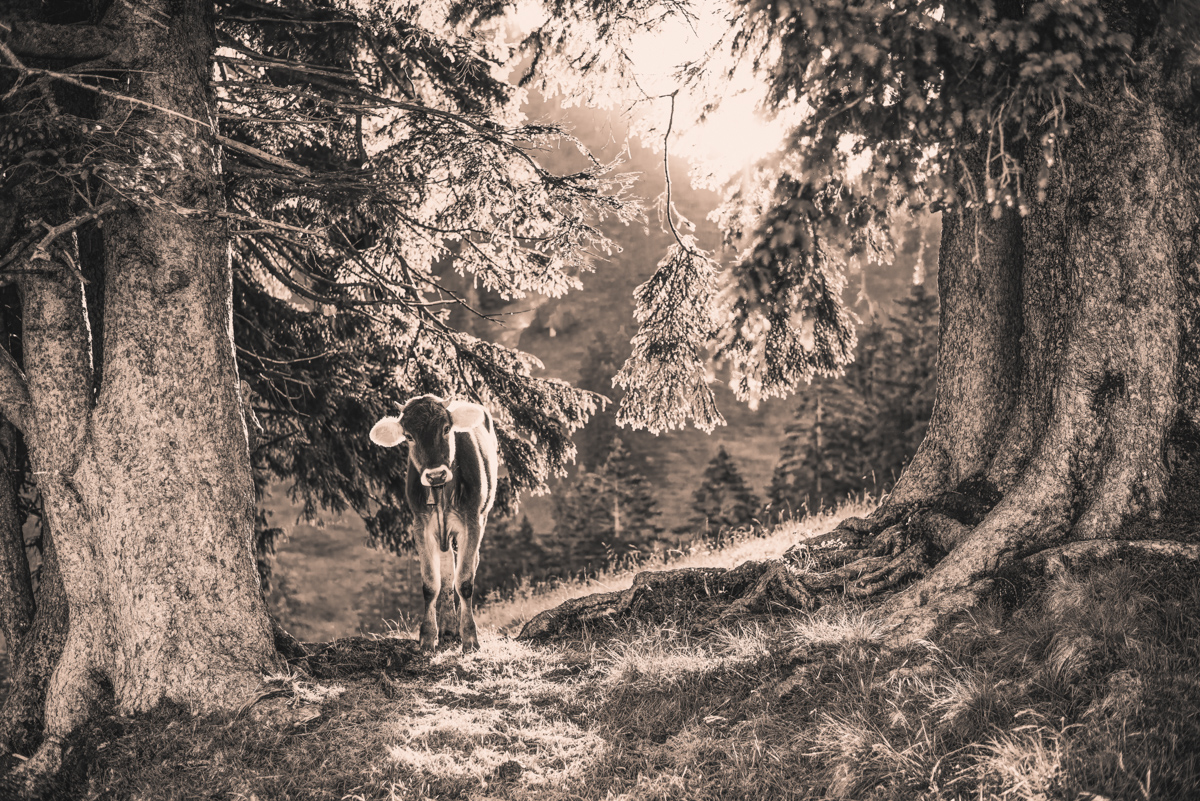 Oberallgäu, Kuh im Gegenlicht unter Bäumen, Mystik - Tierfotografie Allgäu