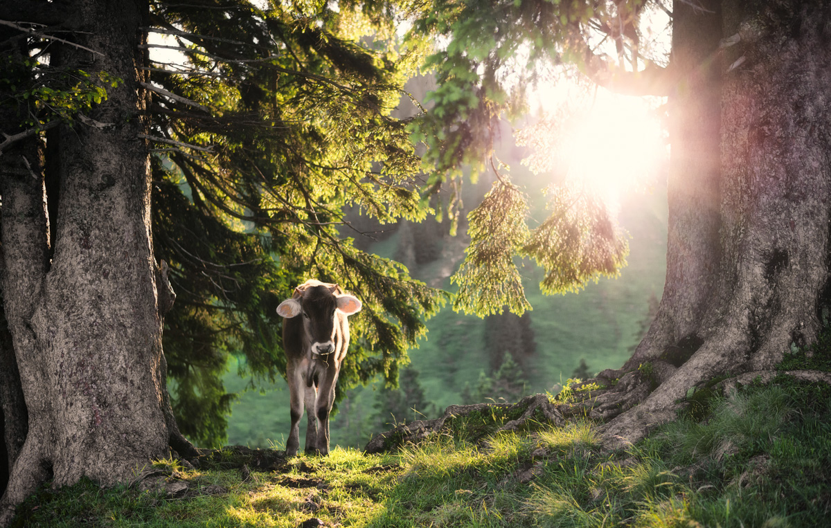 Braunvieh im Sonnenlicht, Allgäuer Kuh zwischen uralten Baumriesen im leuchtenden Gegenlicht, Magische Waldatmosphäre