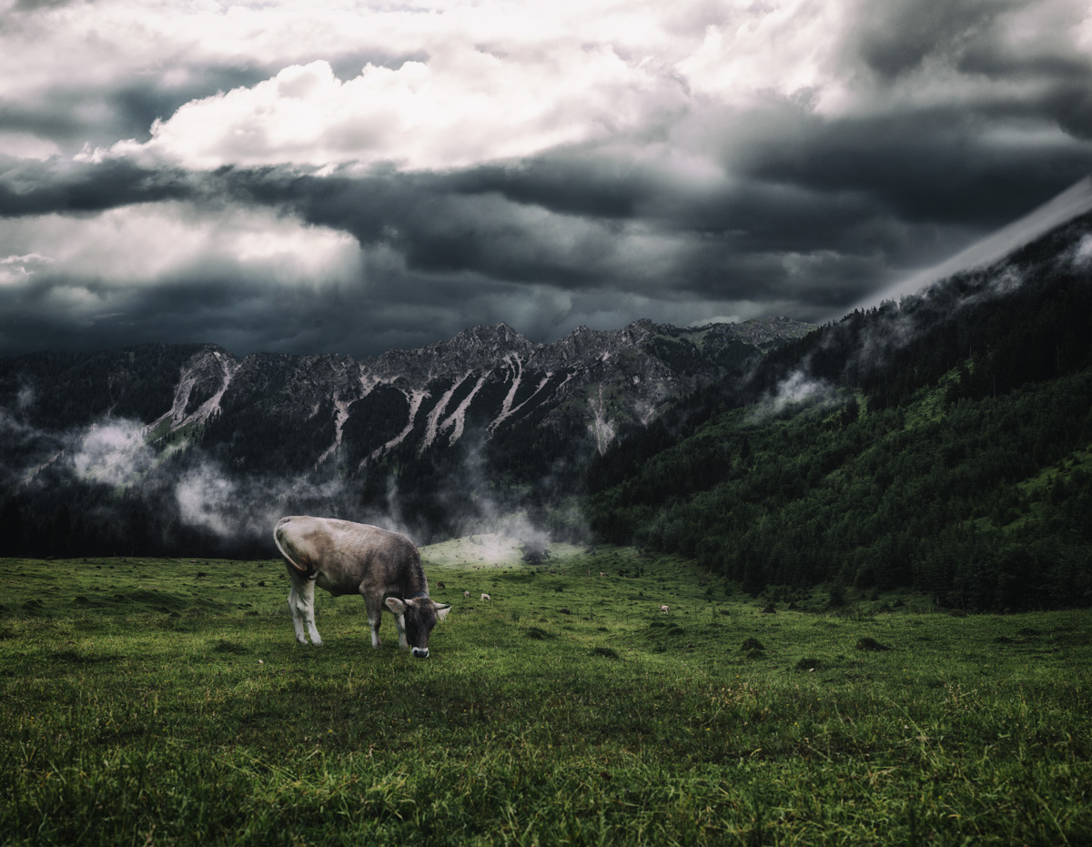 Kuh vor Gewitterwolken, Braunvieh auf der Alm bei Hinterstein, Dramatischer Himmel über den Alpen - Naturfotografie Allgäu