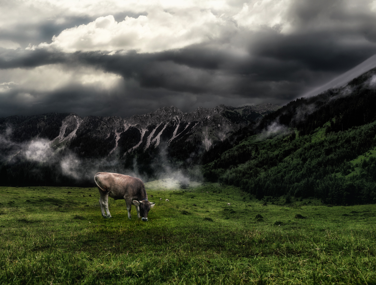 Bad Hindelang, Grasendes Braunvieh vor dramatischem Bergpanorama, Gewitterstimmung im Allgäu - Landschaftsfotografie
