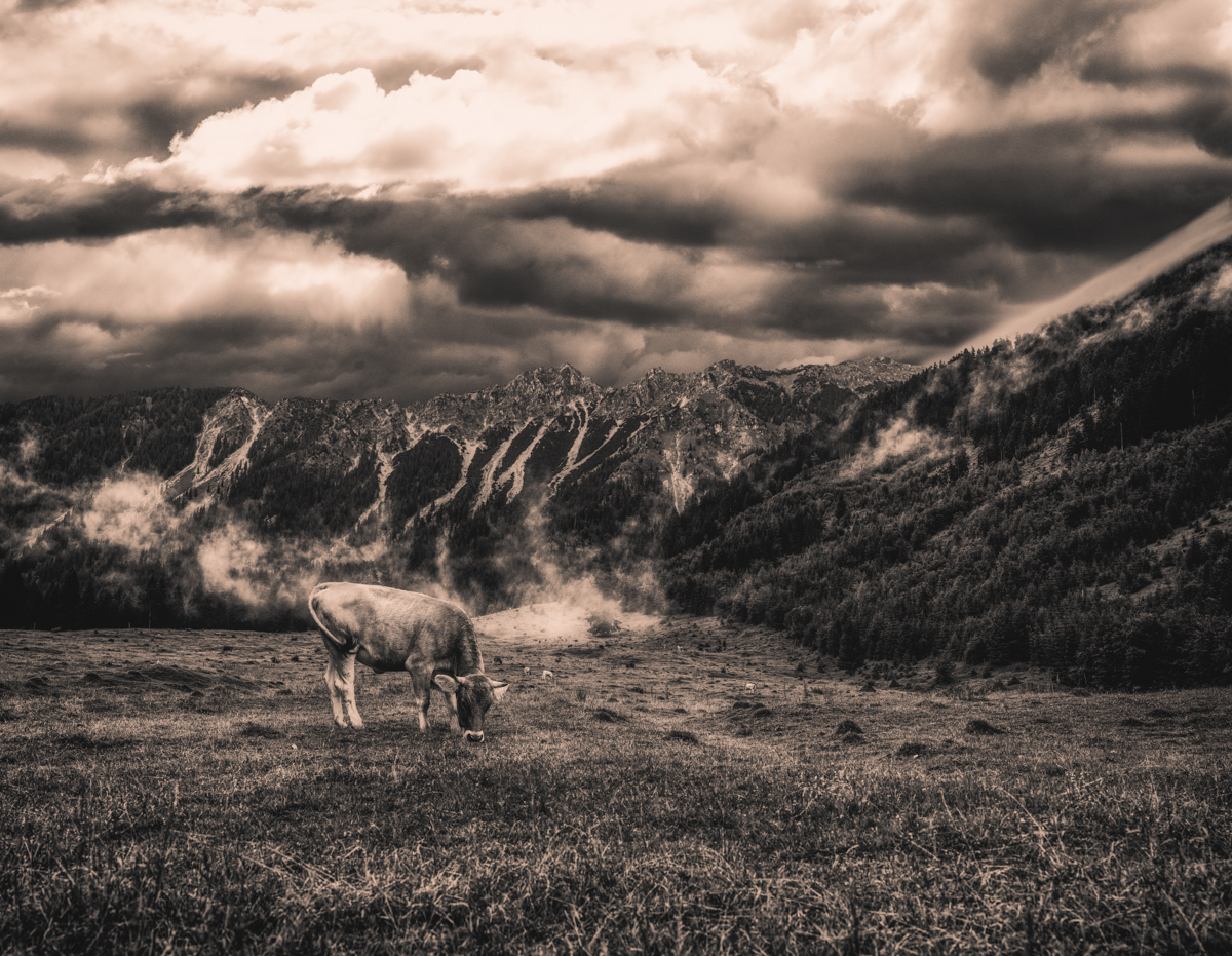 Hinterstein, Grasende Kuh vor dramatischem Wolkenhimmel, Nebel - Tierfotografie Oberallgäu