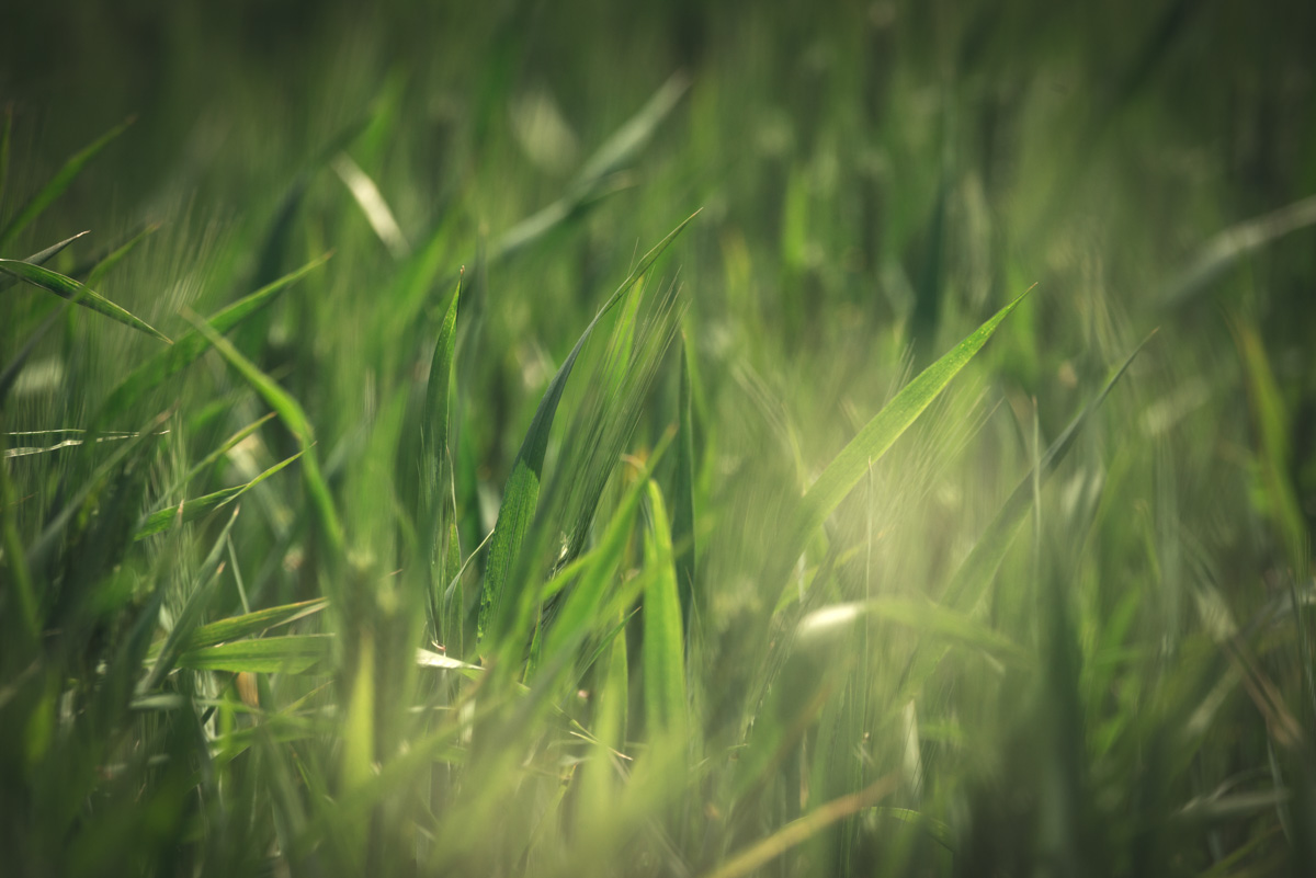 Toskanisches Weizenfeld Makro, Frische grüne Grashalme im Sonnenlicht, Natürliche Textur und Bokeh - Reisefotografie Italien