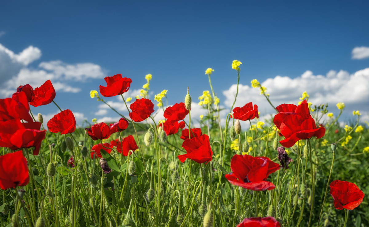 Mohnblüten vor Rapsfeld und blauem Himmel, Farbenspiel Toskana, Naturfotografie Italien
