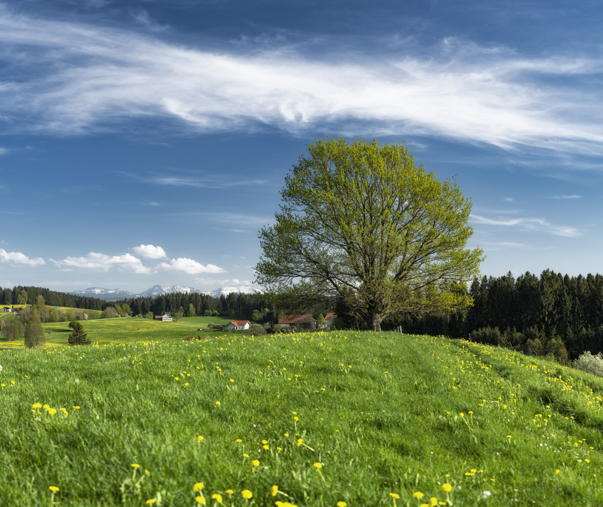 Westallgäu, Frühlingswiese am Hochgrat, Sonniger Alpentag - Landschaftsfotografie Allgäu