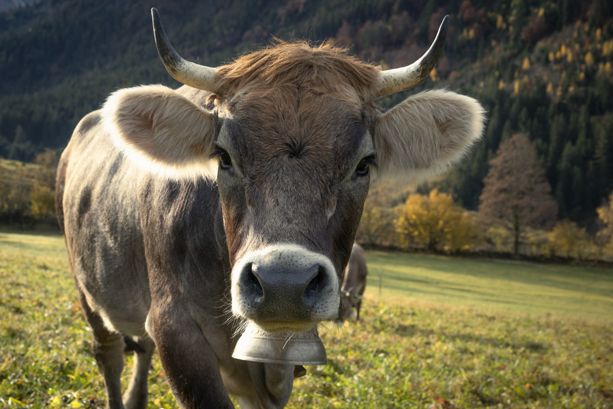 Kuh-Portrait im Herbst, Braunvieh mit Glocke bei Hinterstein, Goldene Herbstfarben - Tierfotografie Oberallgäu