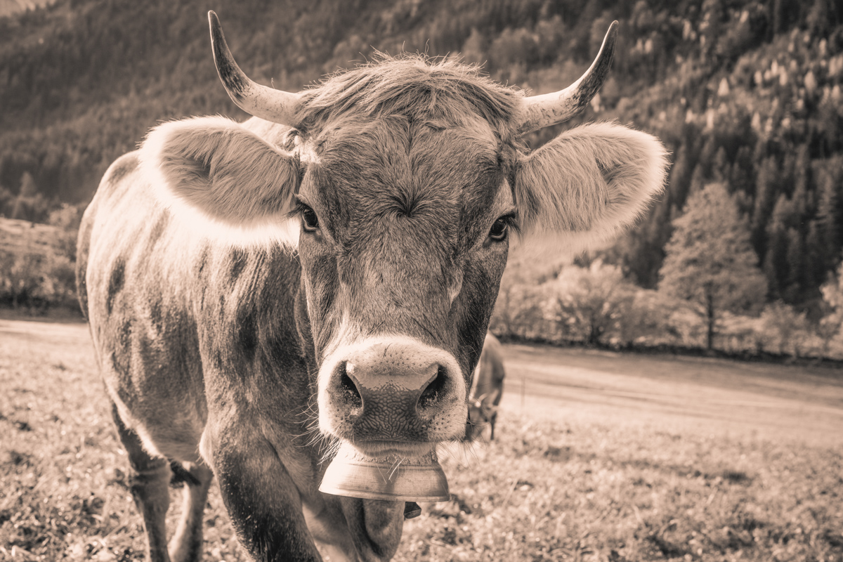 Hinterstein, Braunvieh-Kuh mit Hörnern im Portrait, Herbst - Tierfotografie Oberallgäu