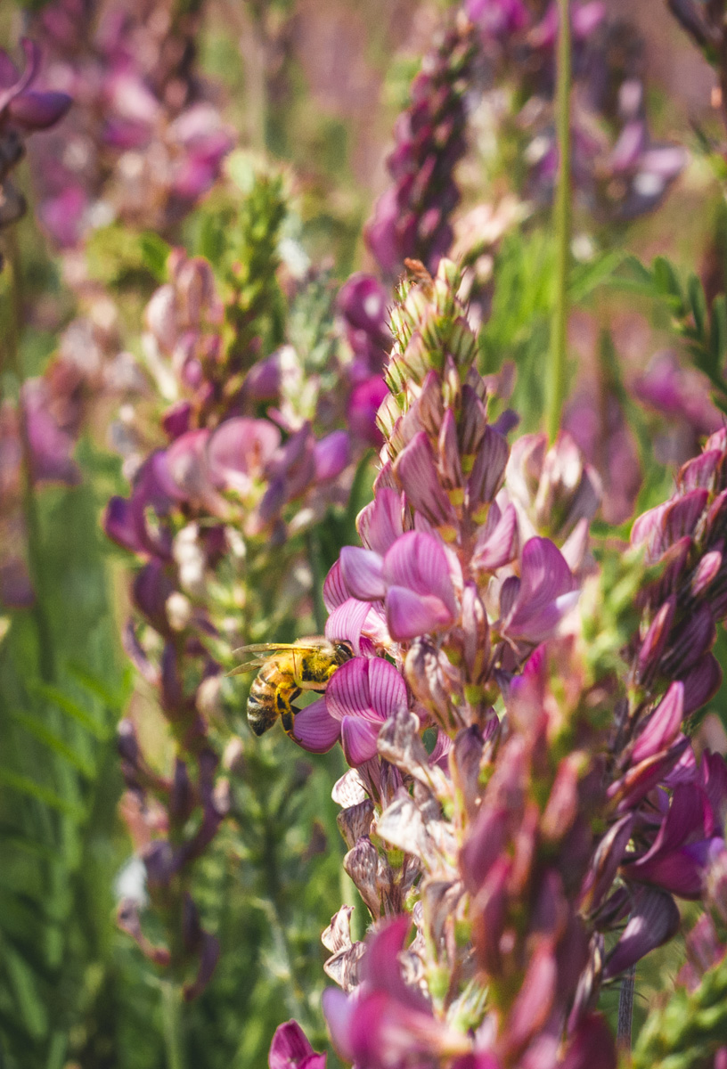 Biene auf Esparsette, Rosa Wildblumen Nahaufnahme, Makrofotografie Toskana Italien