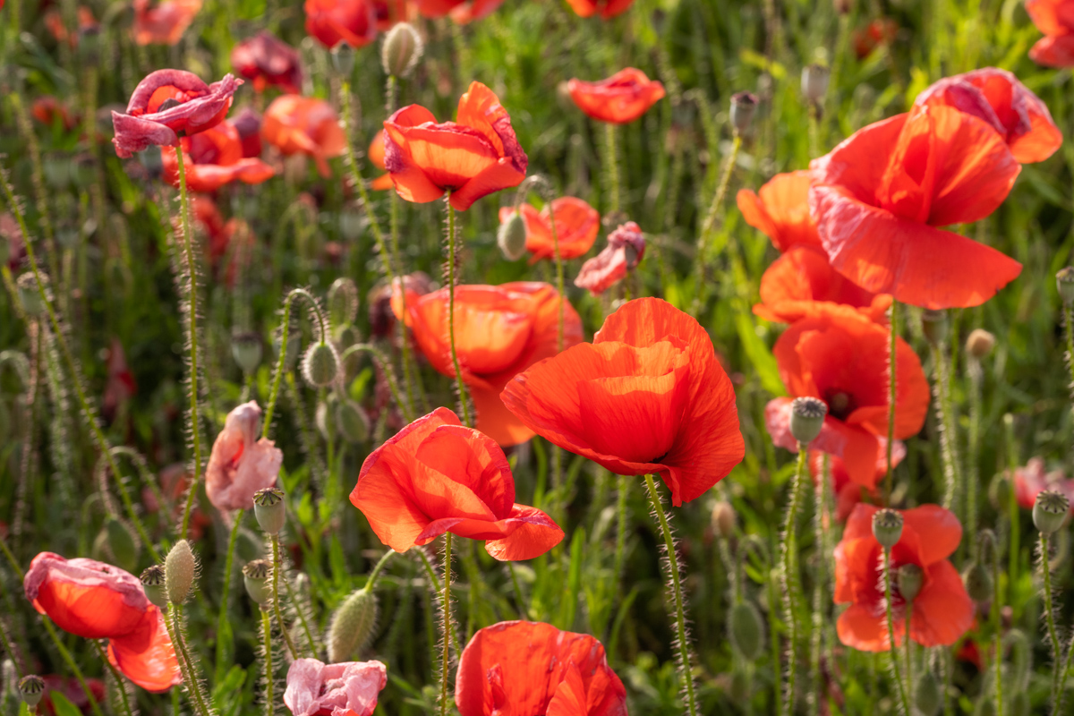 Mohnfeld, Leuchtende Klatschmohnblüten im Sommerfeld bei Sonnenschein, Blütenpracht - Blumenfotografie