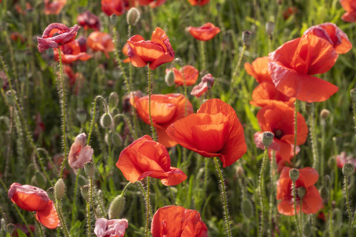 Allgäu, Rotes Klatschmohnfeld in voller Blüte, Sommerliche Wildblumenwiese - Naturfotografie Bayern