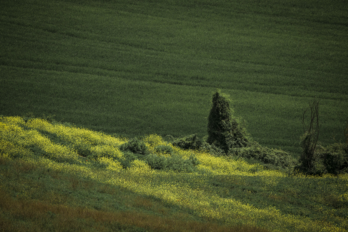 Einsamer Busch im Rapsfeld, Licht und Schatten in der Toskana, Stimmungsvolle Naturfotografie Italien