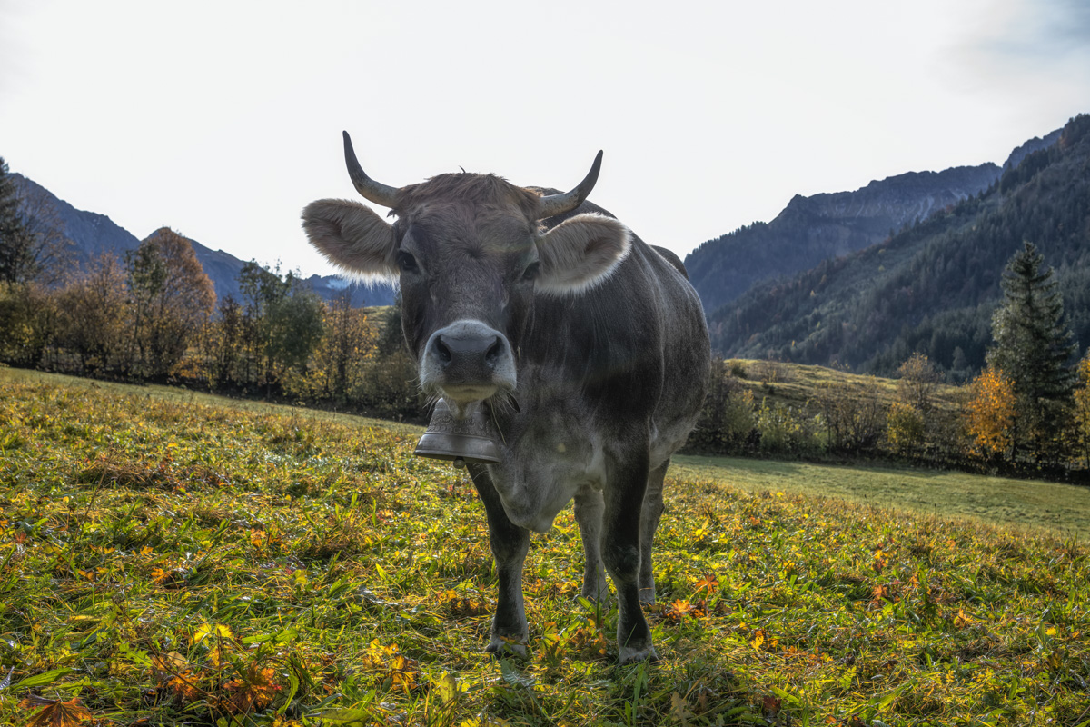 Braunvieh im Herbsttal, Kuh vor bunter Herbstlandschaft bei Hinterstein, Weitwinkel - Tierfotografie Oberallgäu