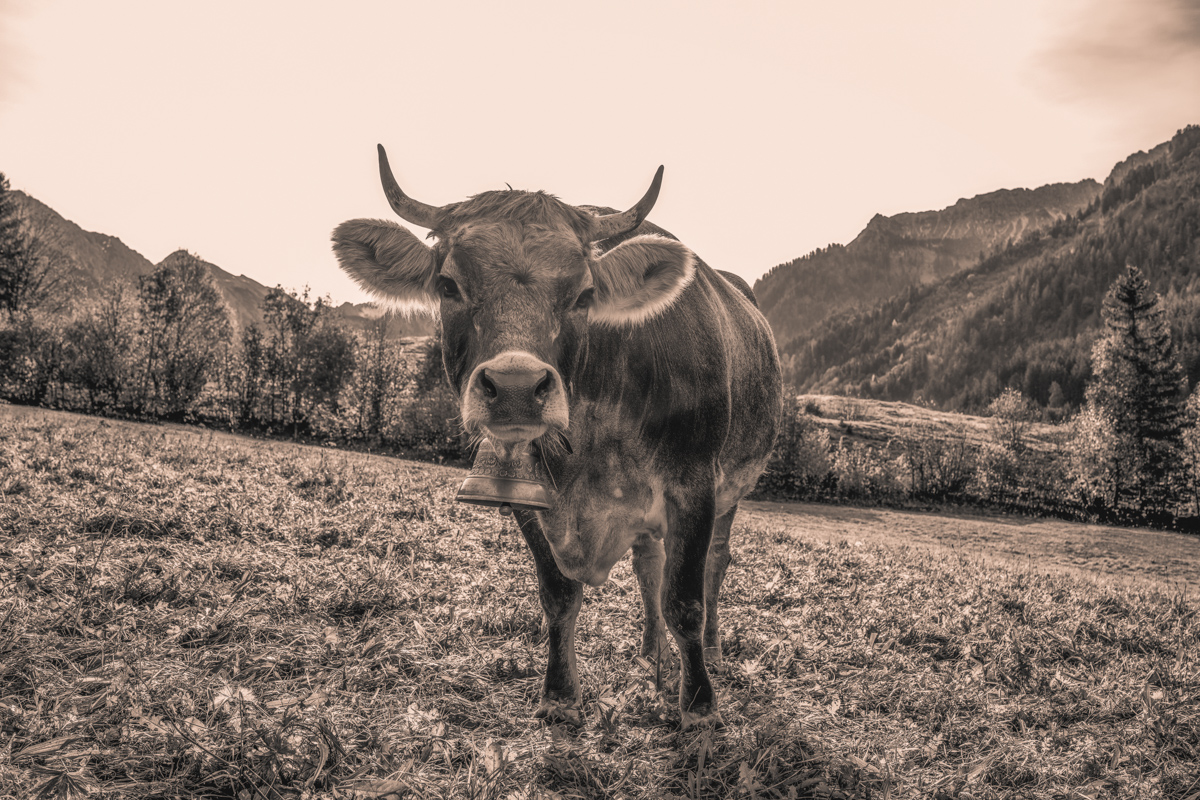 Hinterstein, Kuh auf herbstlicher Bergweide, Goldener Oktober - Tierfotografie Oberallgäu