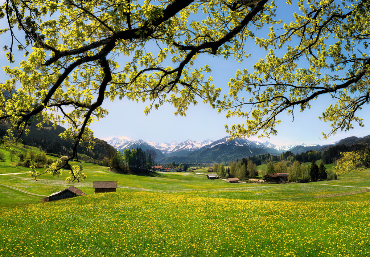 Oberstdorf, Blühende Frühlingswiese mit Bäumen vor den schneebedeckten Allgäuer Alpen, Idylle - Landschaftsfotografie Allgäu