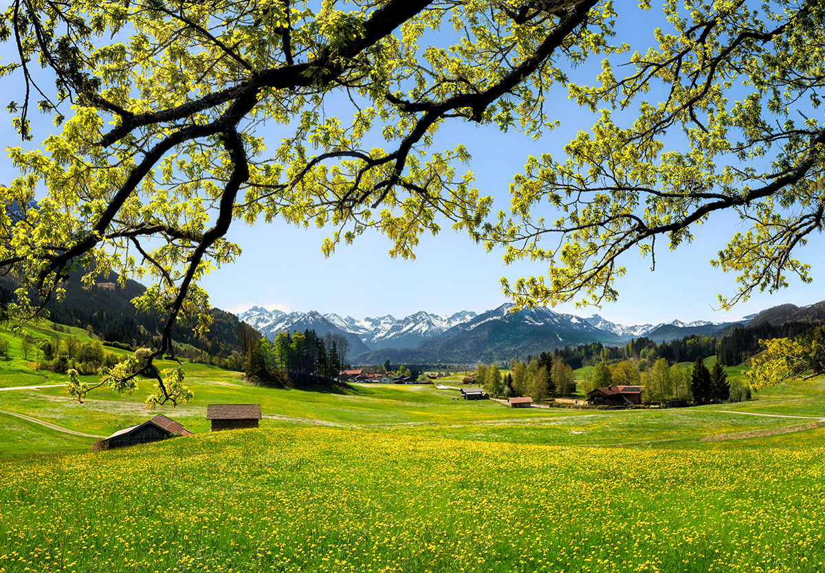 Oberstdorf, Frühlingswiese unter blühendem Baum, Panoramablick auf die Allgäuer Alpen - Landschaftsfotografie Oberallgäu