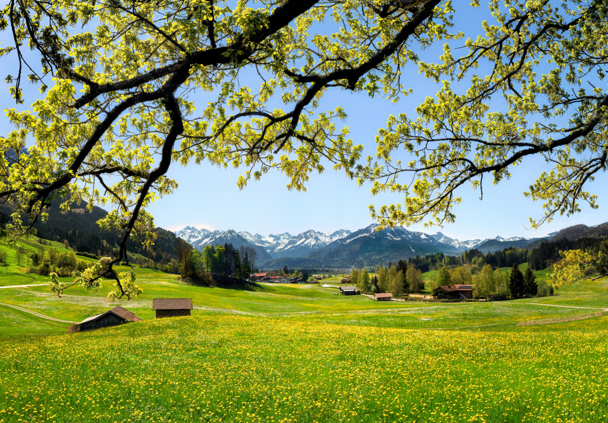 Oberstdorf, Löwenzahnwiese im Frühling, Blühende Berglandschaft - Landschaftsfotografie Oberallgäu