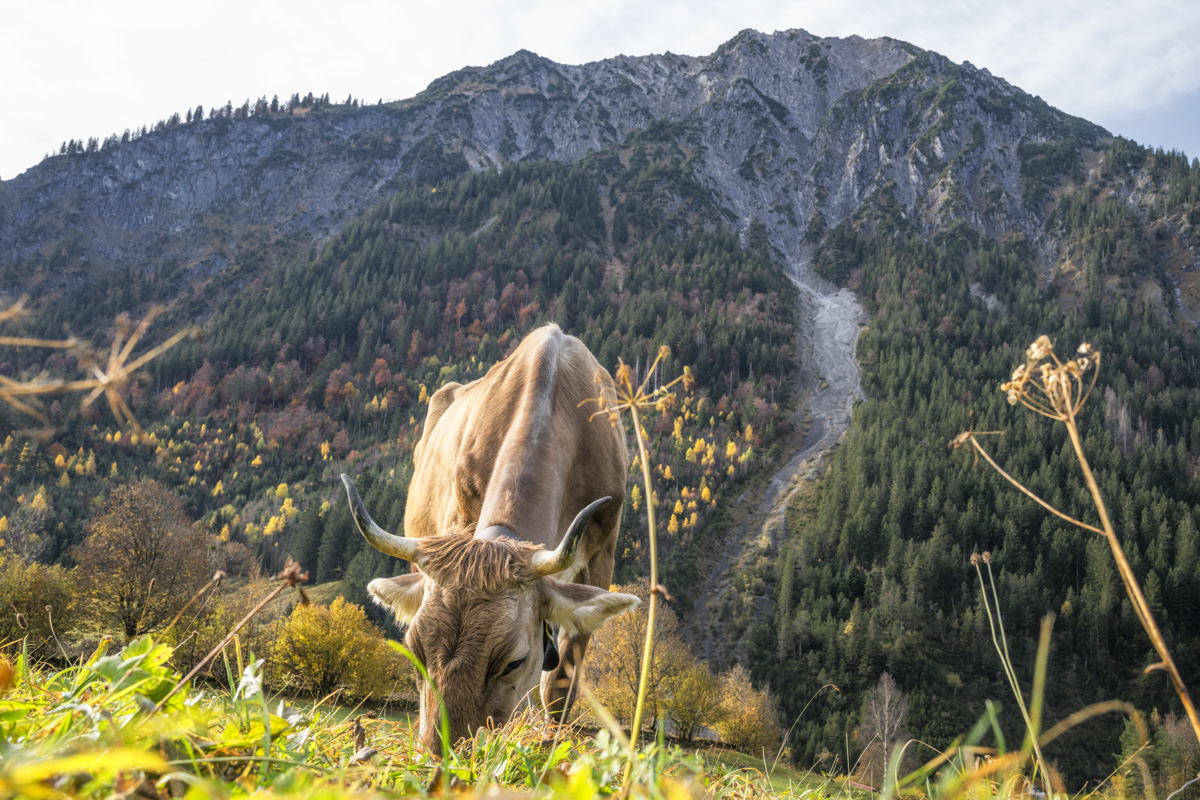 Grasende Kuh im Herbst, Braunvieh vor Bergfelsen bei Hinterstein, Bodenperspektive - Tierfotografie Oberallgäu