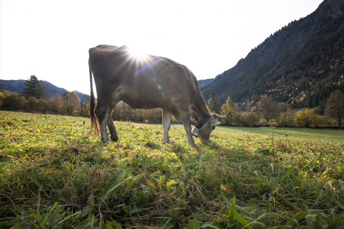 Hinterstein, Braunvieh im Gegenlicht mit Sonnenstern, Herbstliche Almweide - Landschaftsfotografie Oberallgäu