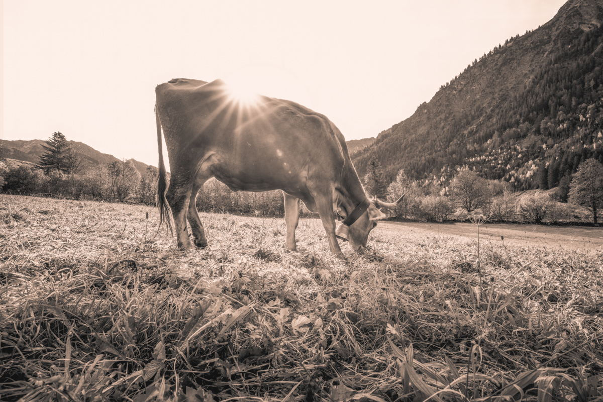 Hinterstein, Grasende Kuh im Gegenlicht mit Sonnenstern, Herbst - Tierfotografie Oberallgäu