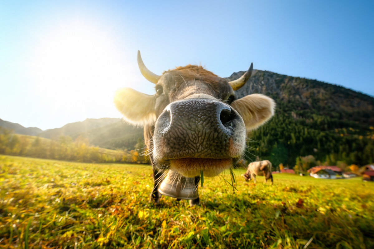 Hinterstein, Allgäuer Braunvieh mit Kuhglocke, Herbstliche Almweide - Tierfotografie Bad Hindelang
