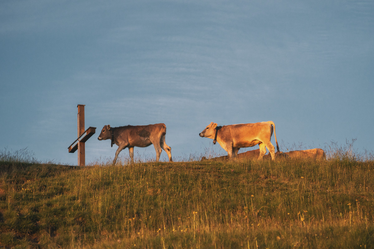 Oberallgäu, Braunvieh am Gipfelkreuz im Abendlicht, Goldene Stunde auf der Alm - Landschaftsfotografie Allgäu