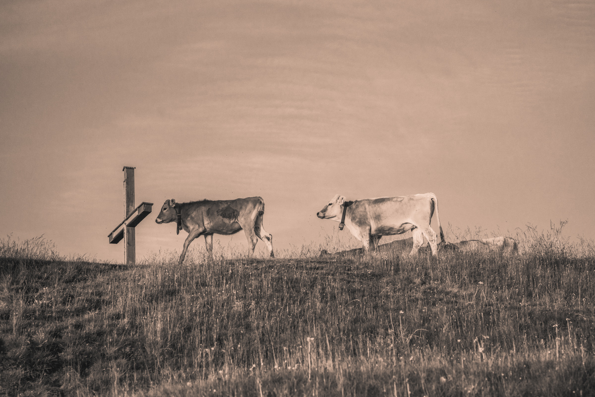 Oberallgäu, Zwei Kühe am Gipfelkreuz auf dem Hügelkamm, Minimalismus - Tierfotografie Allgäu