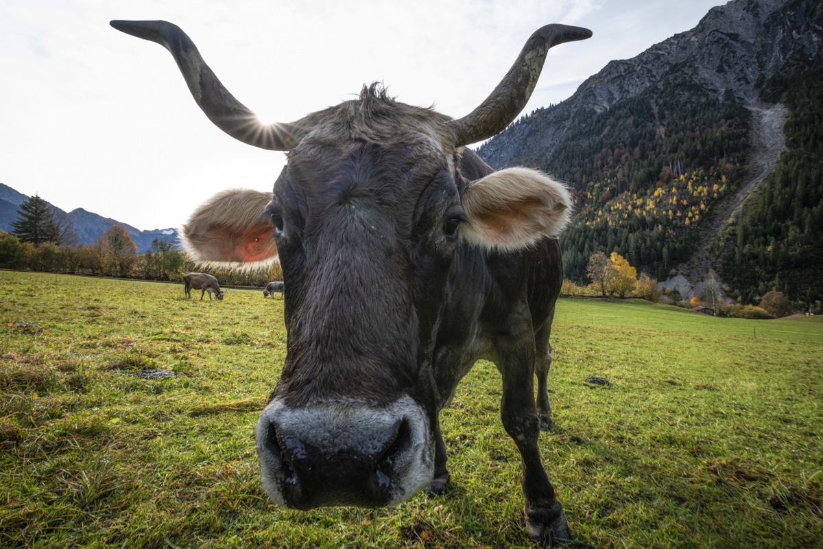 Braunvieh mit geschwungenen Hörnern, Kuh-Portrait im Herbst bei Hinterstein, Sonnenstern zwischen Hörnern - Tierfotografie