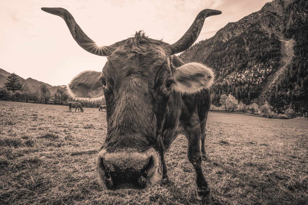 Hinterstein, Grasende Kuh mit geschwungenen Hörnern, Almweide - Tierfotografie Oberallgäu