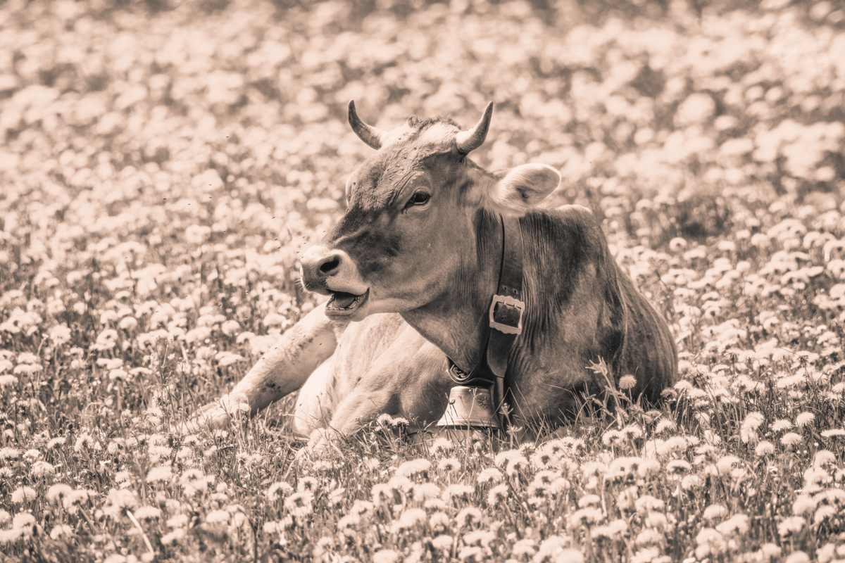 Oberallgäu, Kuh in der Pusteblumenwiese liegend, Idylle - Tierfotografie Allgäu