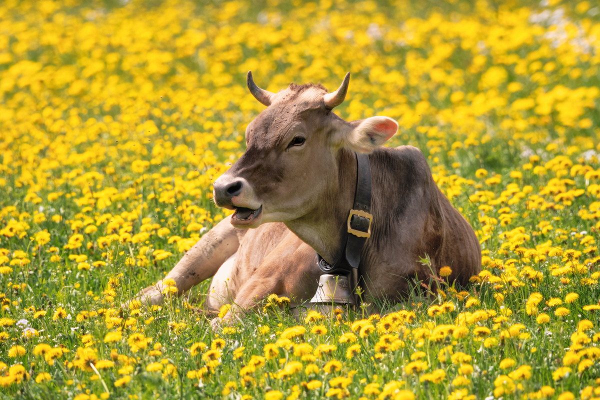 Allgäu, Braunvieh ruht in Löwenzahnwiese, Frühlingsidylle mit Kuhglocke - Tierfotografie Bayern