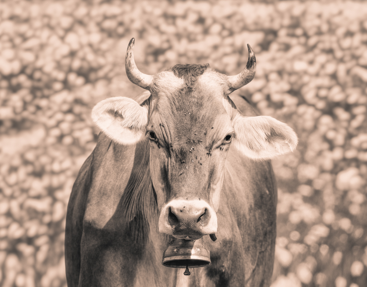 Oberallgäu, Braunvieh-Portrait mit Edelweiß-Glocke, Pusteblumen - Tierfotografie Allgäu