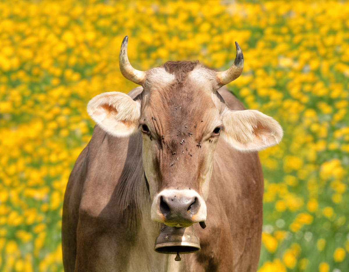 Allgäu, Allgäuer Braunvieh im Löwenzahnmeer, Frontales Kuhportrait mit Glocke - Tierfotografie Bayern