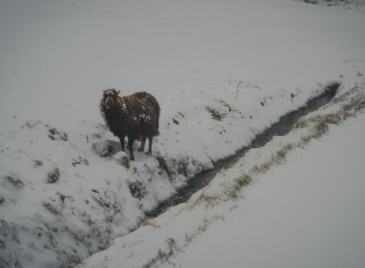 Färöer, Färöer-Schaf im Schneetreiben an winterlicher Weide, Tierfotografie im Schneesturm - Naturfotografie Färöer-Inseln
