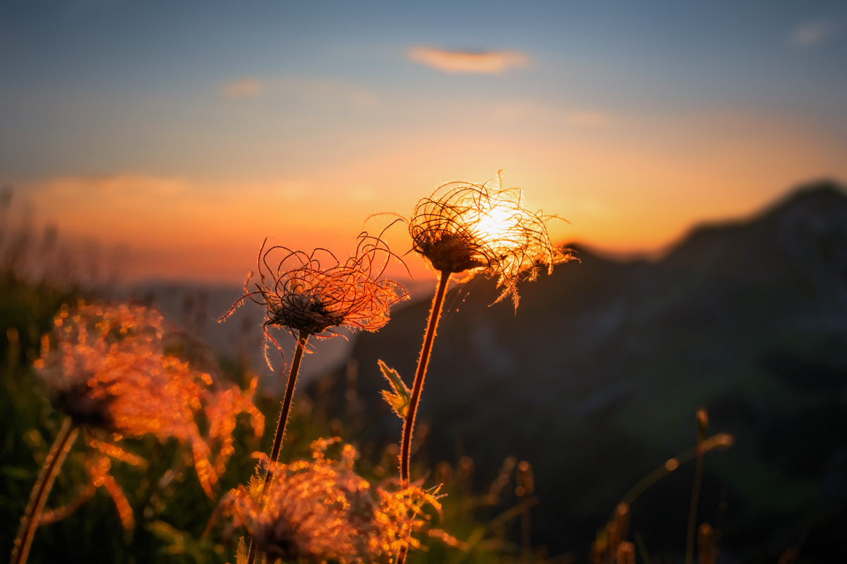 Oberstdorf, Wilde Bergblumen-Samenstände am Wilden Männle im Sonnenuntergang, Magisch - Bergblumenfotografie Allgäu