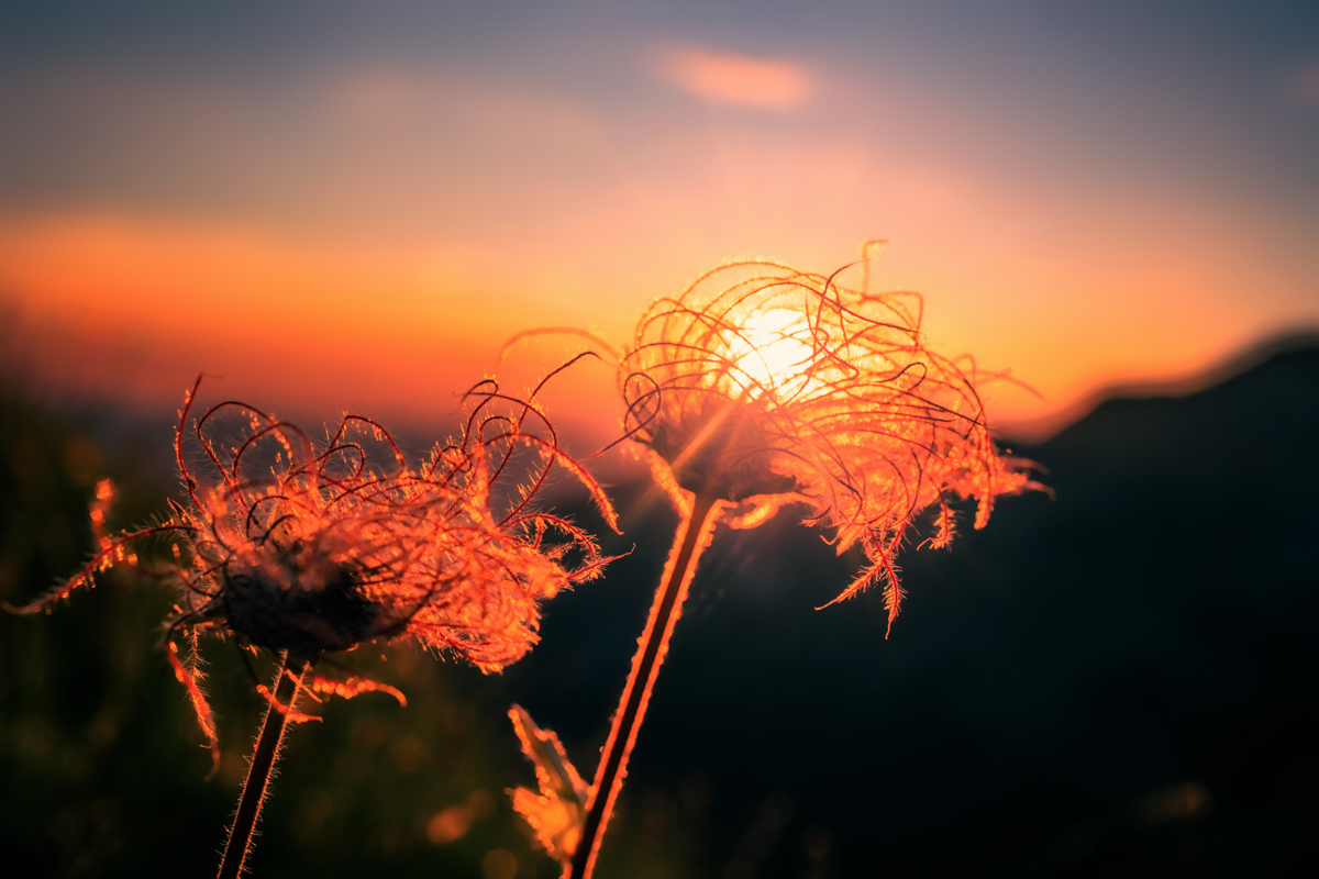 Oberstdorf, Wilde Samenstände im Gegenlicht, Sonnenuntergang am Wilden Männle - Naturfotografie Oberallgäu