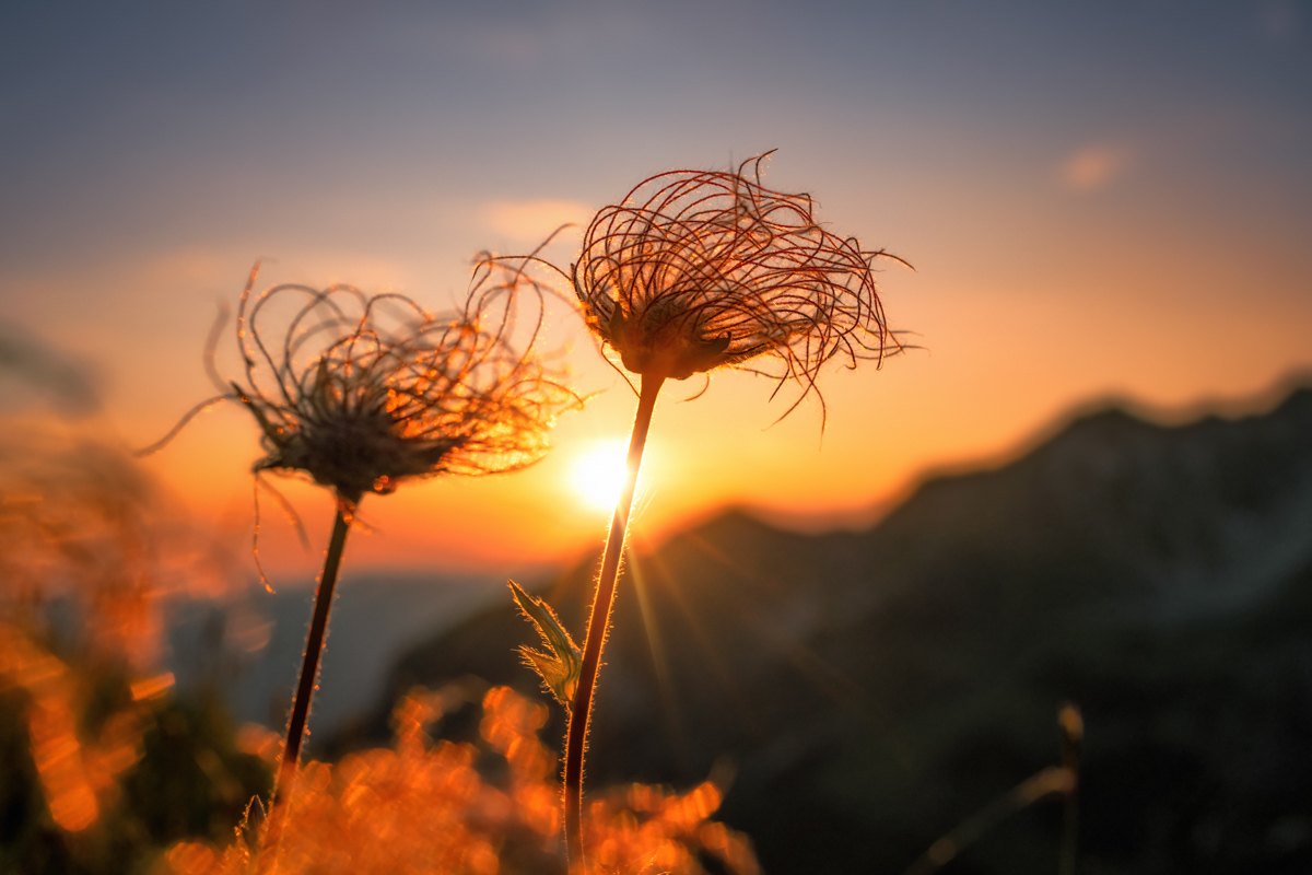 Bergblumen am Wilden Männle, Leuchtende Küchenschellen-Samenstände im goldenen Sonnenuntergang, Warmes Abendlicht