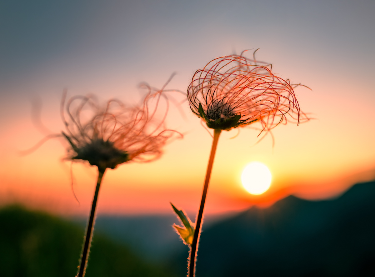 Alpen-Küchenschelle bei Sonnenuntergang, Bergblume im warmen Abendlicht am Wilden Männle, Naturfotografie Allgäu