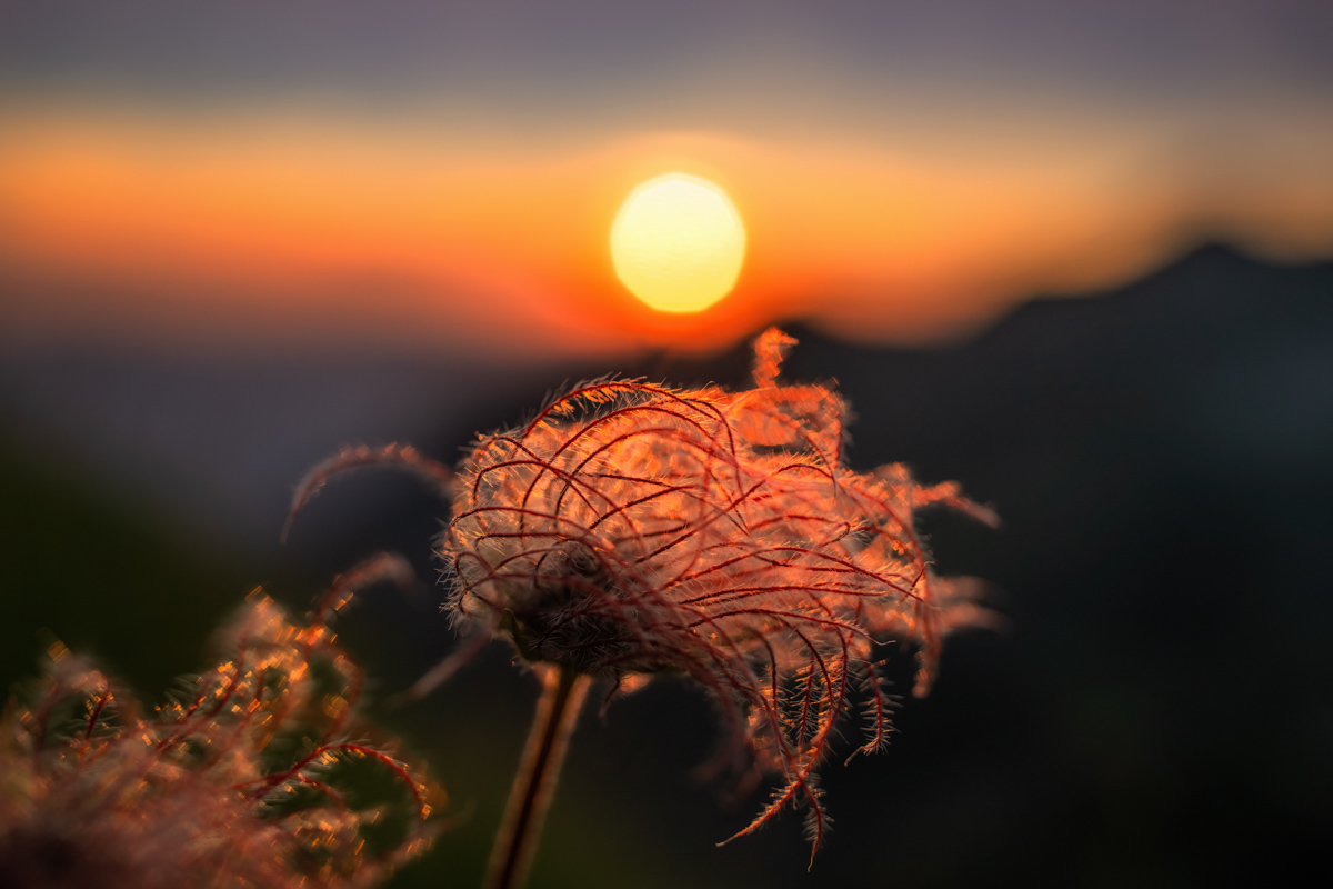 Oberstdorf, Kugeliger Samenstand vor Sonnenkugel, Magisches Gegenlicht am Wilden Männle - Naturfotografie Oberallgäu