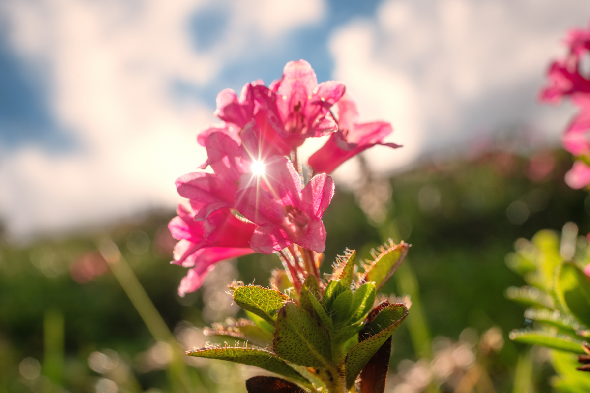 Allgäu, Alpenrosen im Sonnenlicht, Rosa Blüten mit Sonnenstern auf der Almwiese - Landschaftsfotografie Oberallgäu