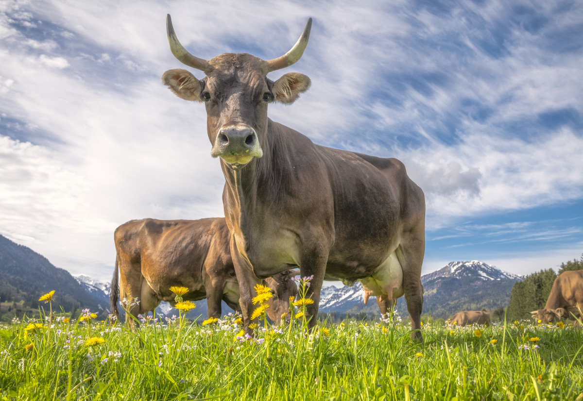 Imposante Kuh von unten, Braunvieh-Panorama mit Löwenzahn und Schneebergen, Rubi bei Oberstdorf - Tierfotografie Allgäu
