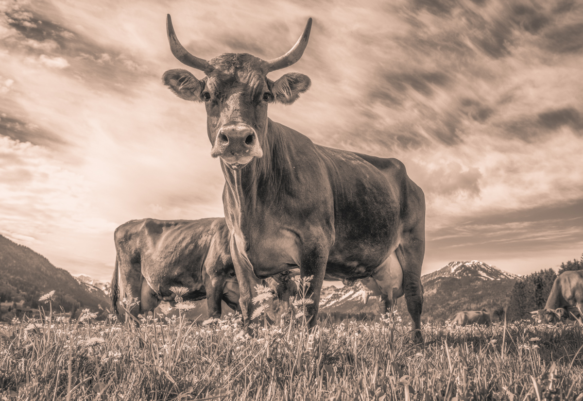 Oberstdorf, Imposante Kuh aus der Froschperspektive, Kraft - Tierfotografie Oberallgäu