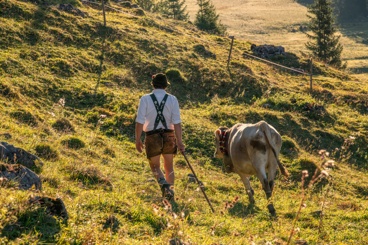 Obermaiselstein, Hirte in Lederhose führt Braunvieh über die Almweide, Allgäuer Viehscheid-Tradition im goldenen