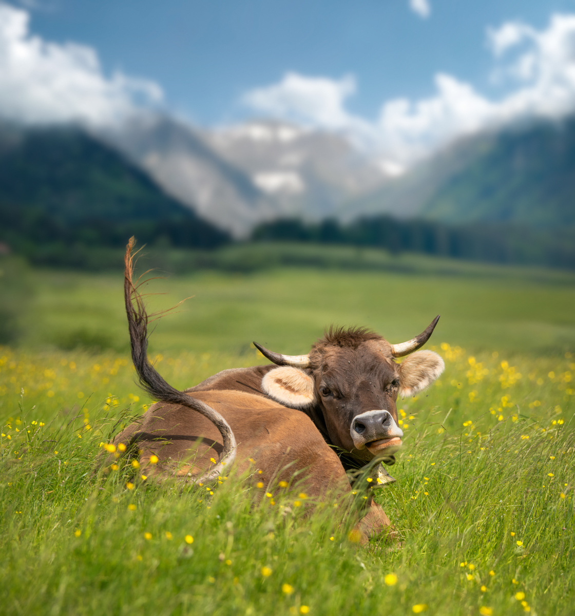 Braunvieh auf Sommerwiese, Liegende Kuh mit Hörnern vor Bergpanorama, Bergsommer im Allgäu - Tierfotografie Alpen