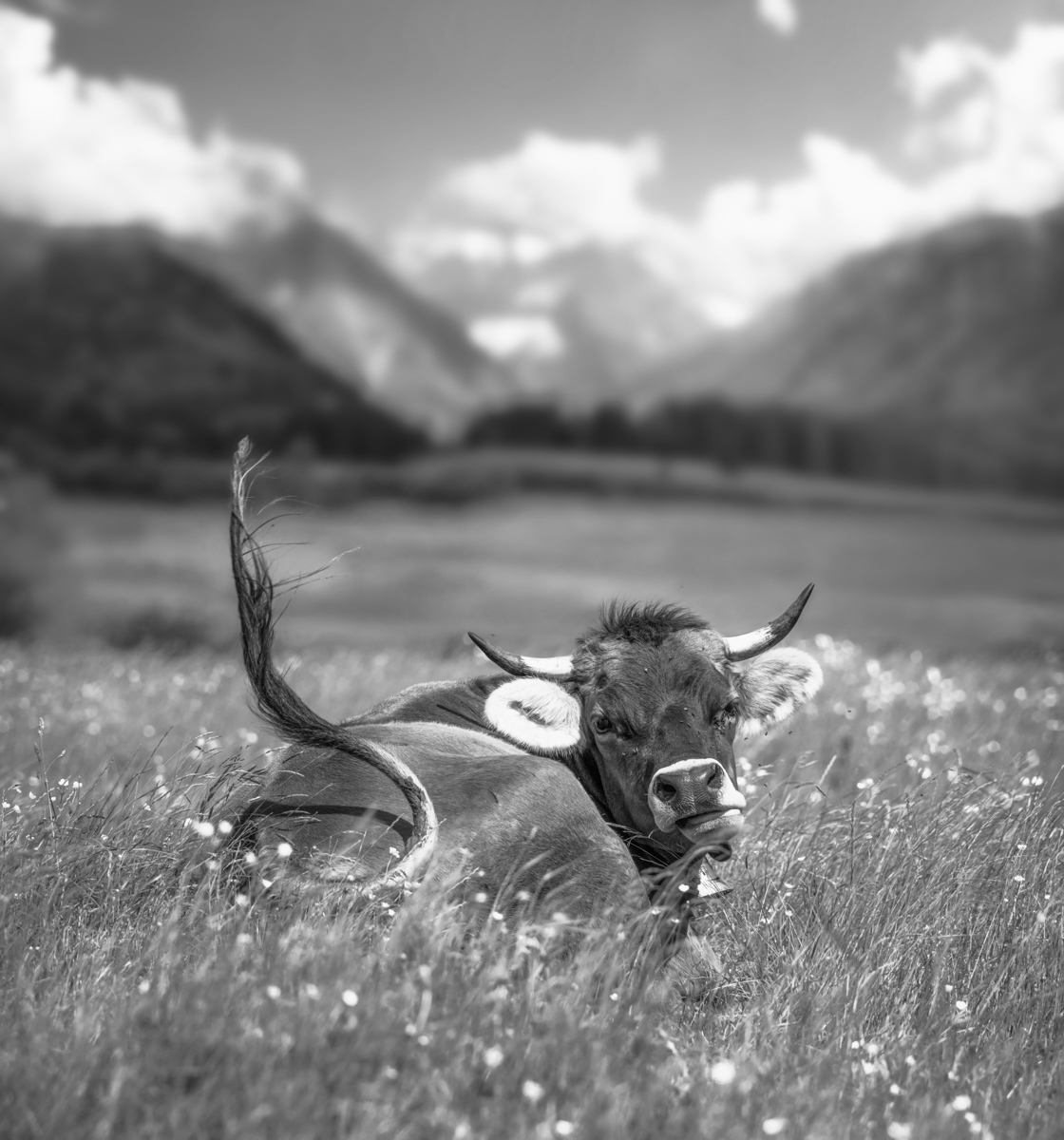 Oberallgäu, Ruhende Braunvieh-Kuh mit Schwanzschlag, Sommernachmittag - Tierfotografie Allgäu