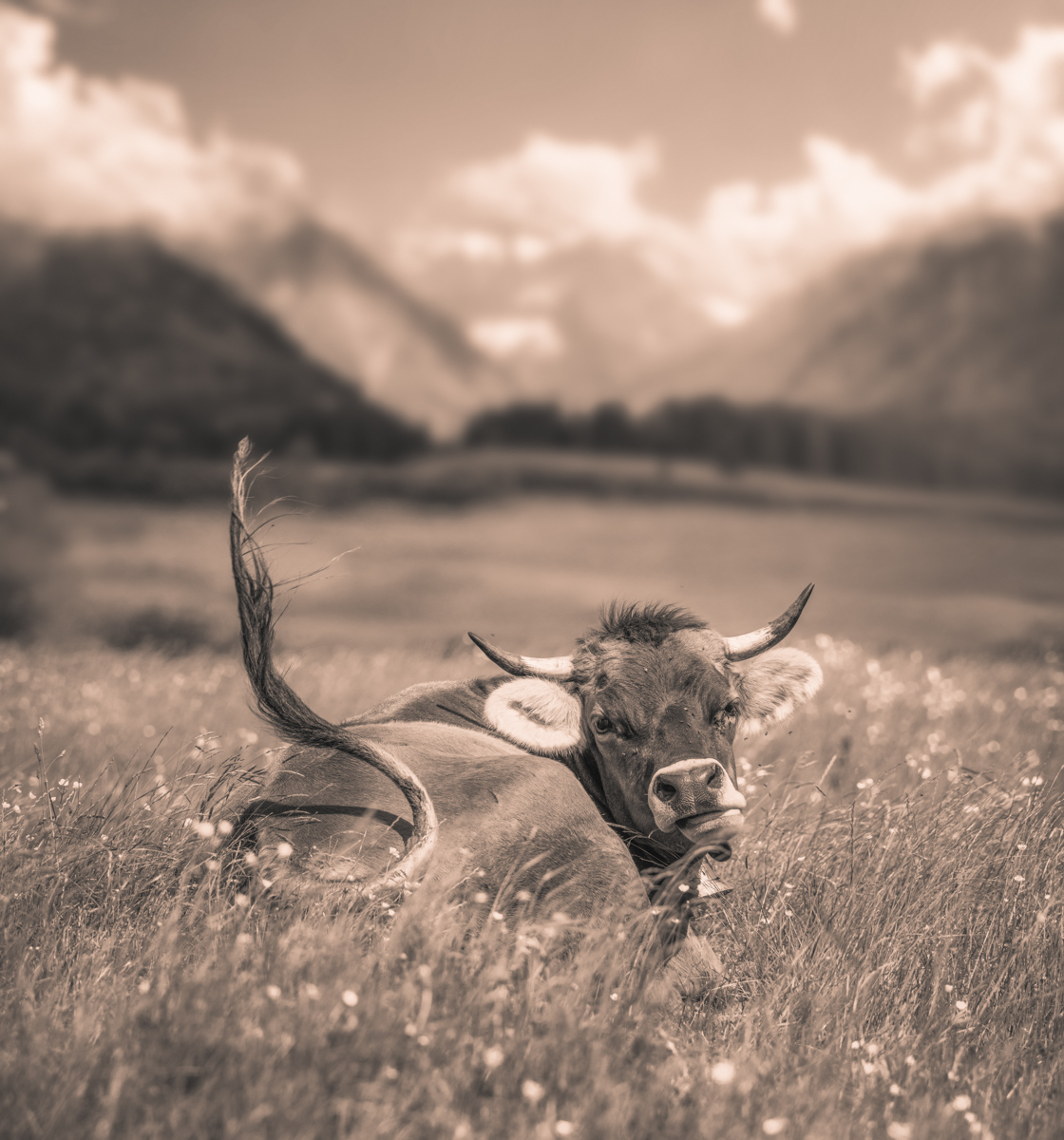 Oberallgäu, Kuh mit Schwanzschlag auf der Sommerwiese, Lebensfreude - Tierfotografie Allgäu