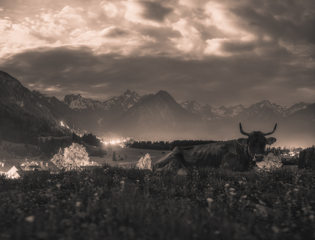 Oberstdorf, Kuh bei Vollmond vor nächtlicher Bergkette, Nachtfotografie Oberallgäu