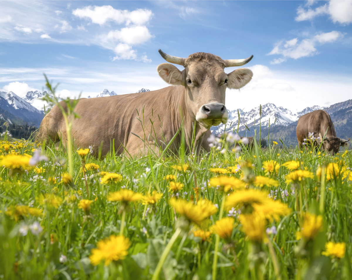 Oberstdorf, Braunvieh in blühender Löwenzahnwiese vor Allgäuer Alpenpanorama, Rubi im Frühling mit schneebedeckten Gipfeln