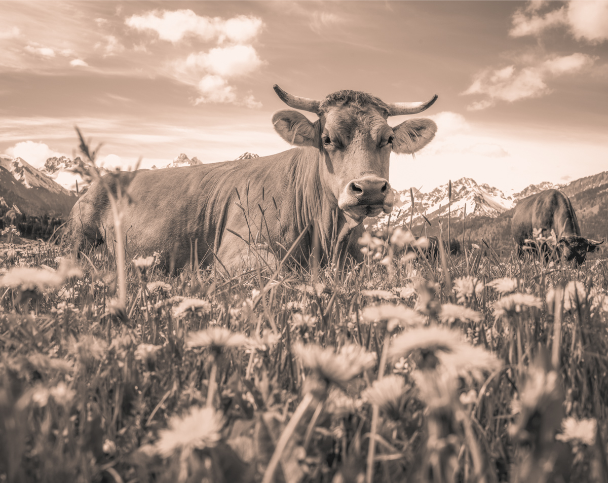 Oberstdorf, Kuh in blühender Löwenzahnwiese vor Schneegipfeln, Frühling - Tierfotografie Oberallgäu